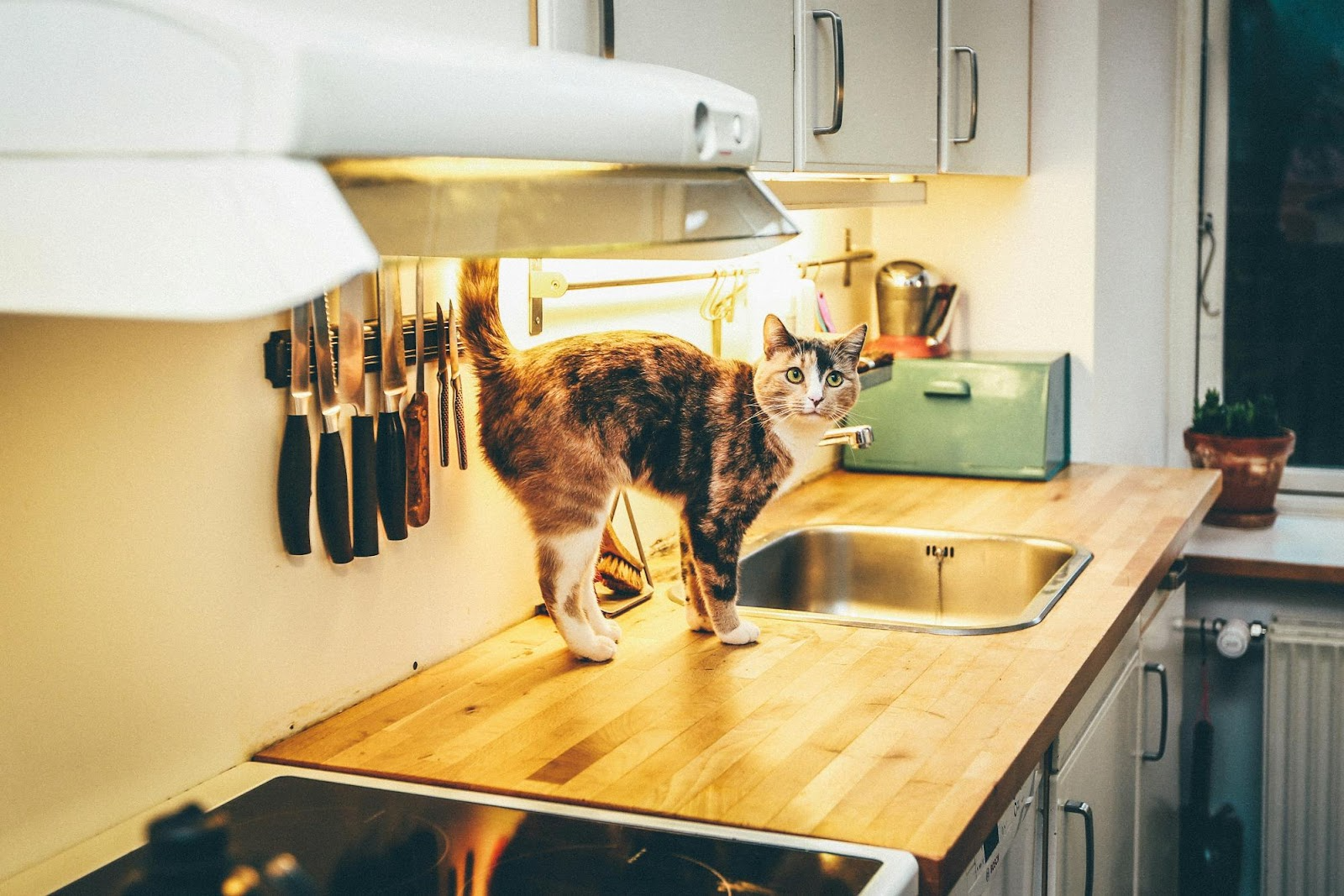 The Role of Countertops in Kitchen Ergonomics